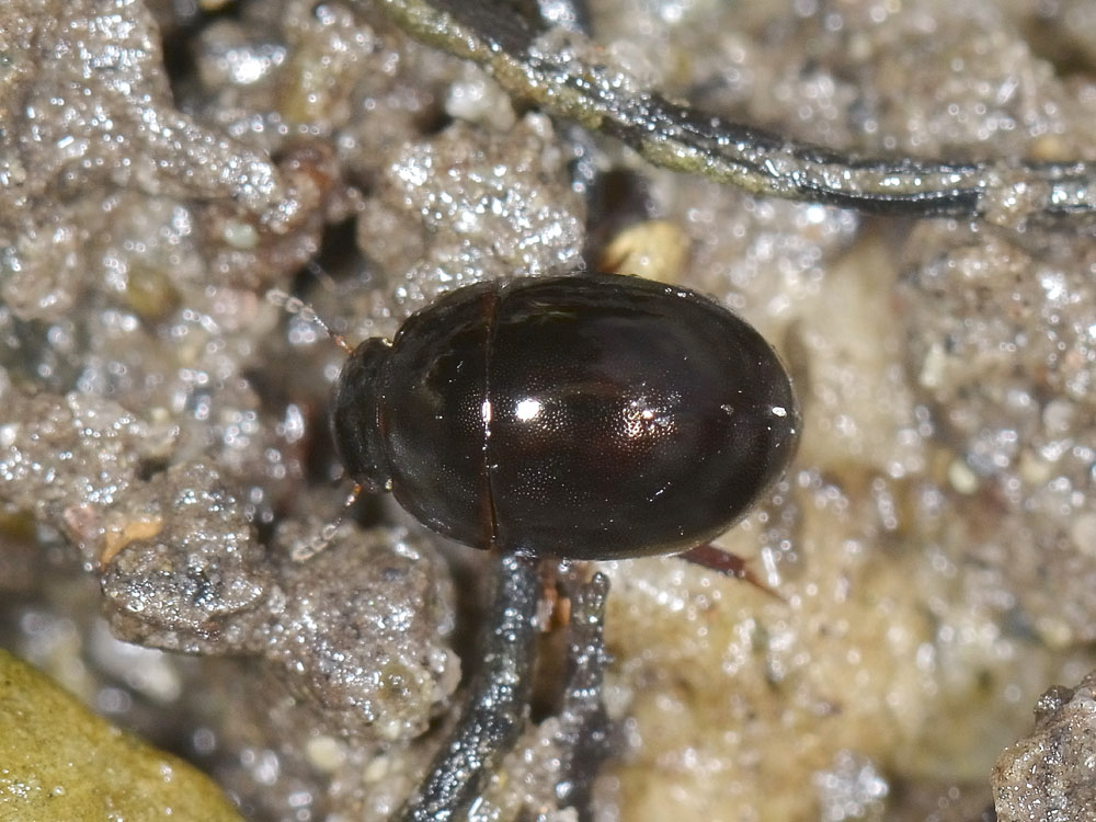 Hydrophilidae di lago - Coelostoma orbiculare